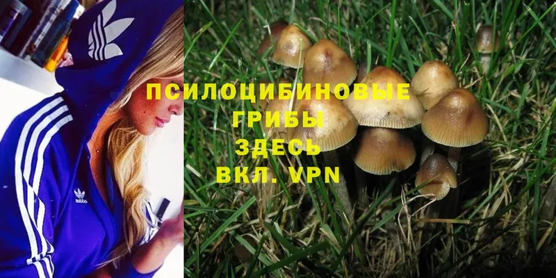 Псилоцибиновые грибы MAGIC MUSHROOMS  даркнет какой сайт  Димитровград 